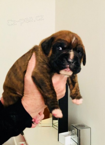 n�meck� boxer �t��ata na prodej.