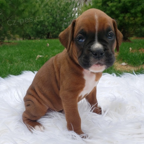 kr�sn� �t��ata n�meck�ho boxera na prodej.