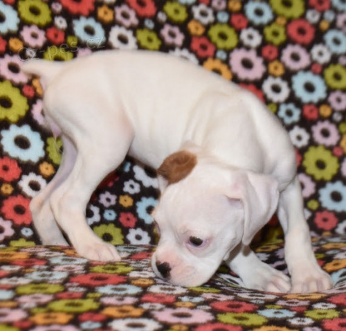 b�l� kr�sn� n�meck� boxer �t��ata na prodej.