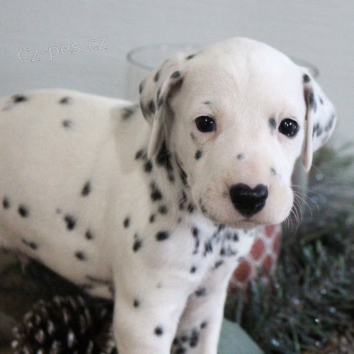 Kr�sn� a zdrav� o�kovan� a od�erven� dalmatsk� �t���tka k prodeji.