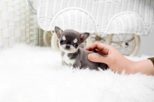 ��lek �ivavy mini