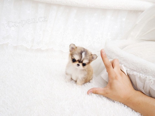 o�kovan� a od�erven� ��lek �ivavy mini