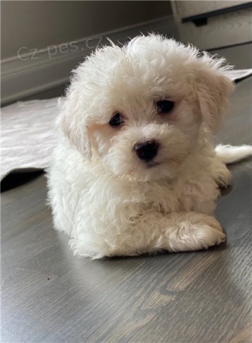 malt�zsk� �t��ata