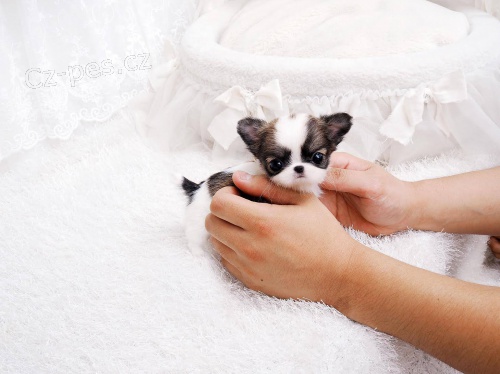 o�kovan� a od�erven� mikro �ivava