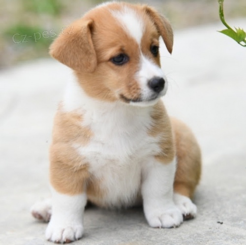 �t��ata Pembroke Welsh Corgi od�ervena.