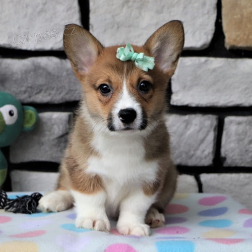 �t��ata Pembroke Welsh Corgi