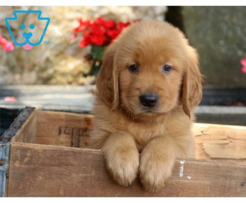 Kr�sn� zlat� �t���tka