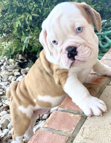 samec a samice kr�sn� o�kovan� �t��ata anglick�ho buldoka na prodej