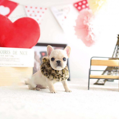 ��lek francouzsk�ho buldo�ka �t��ata na prodej.