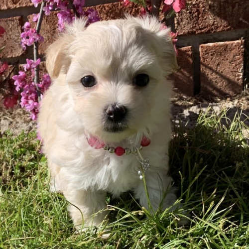 maltsk� �t��ata na prodej.