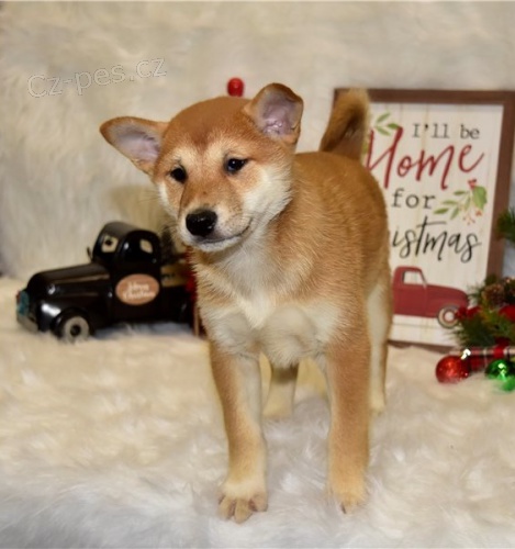 Roztomil� �t���tka shiba inu 