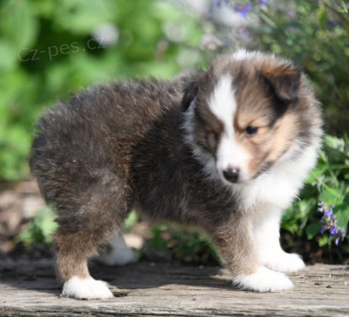 shetlandsk� ov��k �t��ata na prodej