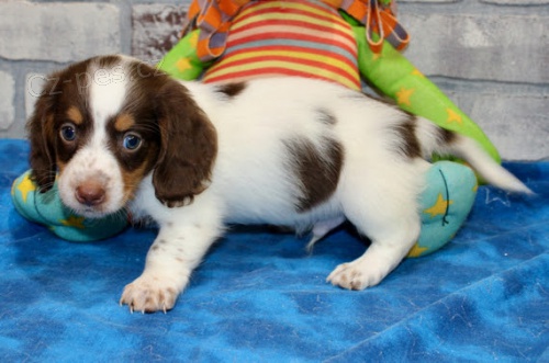 Na prodej jsou rozko�n� �t��ata jezev��k�. v�ichni o�kovan� a od�erven�