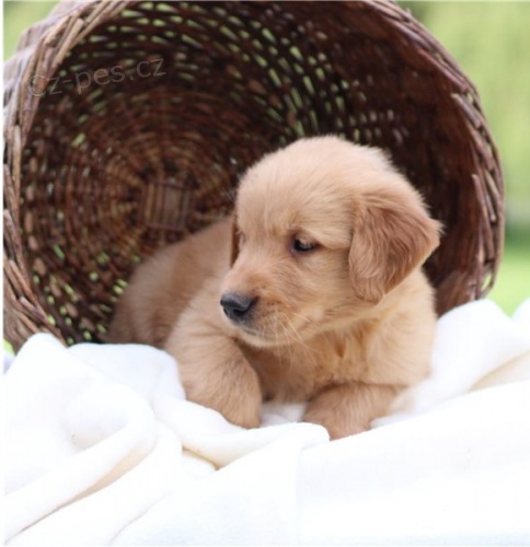 Zlat� retr�vr �t��ata