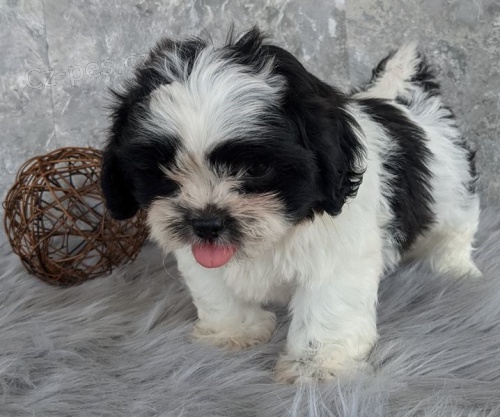 �t��ata shih tzu