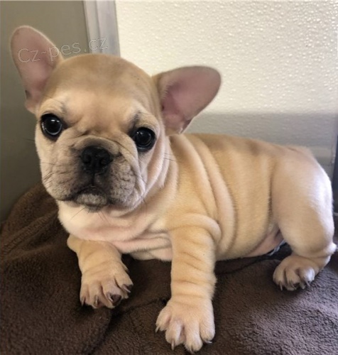 francouzsk� buldok �t��ata**