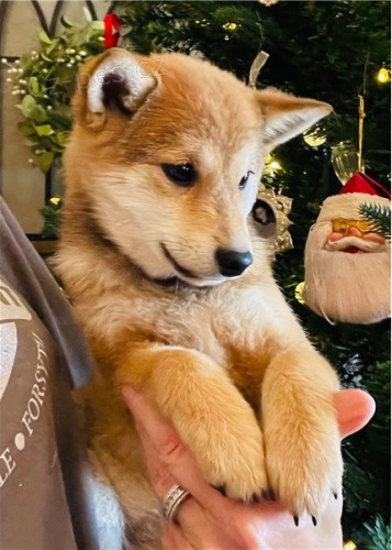 �t��ata shiba inu