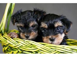 Jork��rsk� teri�r