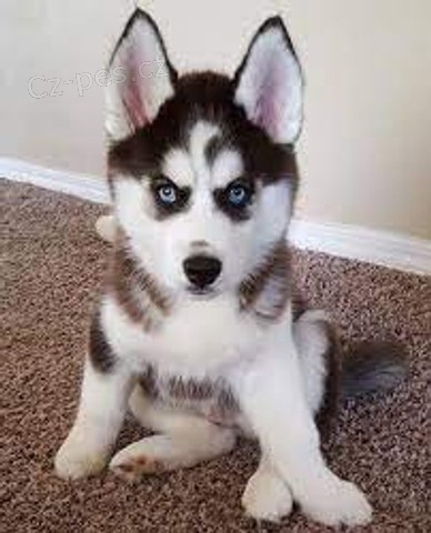 sibi�sk� husky .