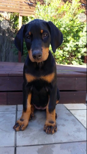 velkolep� doberman