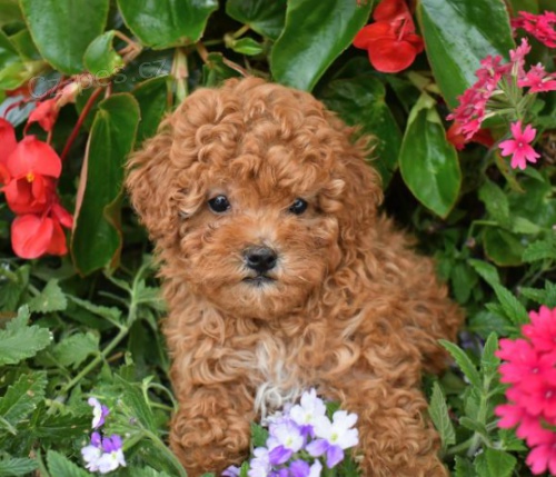 N�dhern� �t���tka pudl pro nov� domov