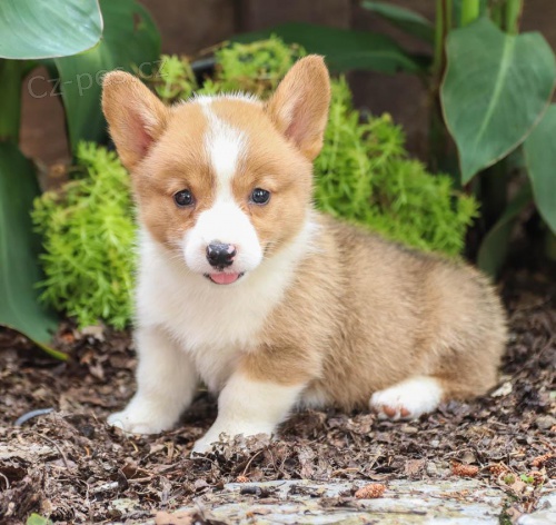 Miluj�c� �t��ata Welsh Corgi Pembroke k adopci