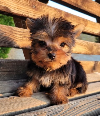 Miluj�c� �t��ata Yorkshire teri�r