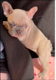 Miluj�c� �t��ata francouzsk�ho buldo�ka 