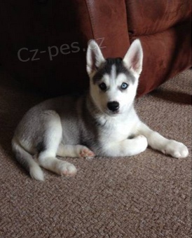 Rozko�n� �t��ata sibi�sk�ho husky 