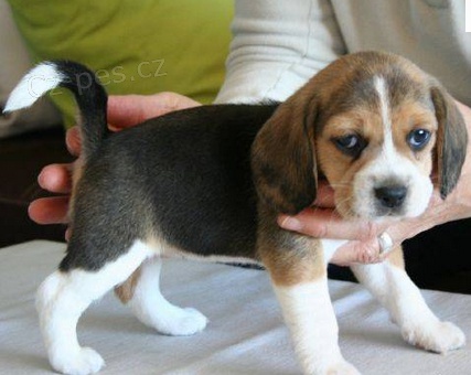 Rozko�n� �t��ata Beagle 