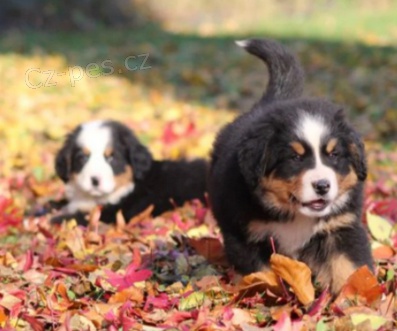 Rozko�n� �t��ata bernsk�ho sala�nick�ho psa 