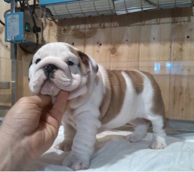 �t��ata Anglick� buldok  pro dobr� domov