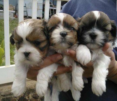 Miluj�c� �t��ata Shih Tzu pro nov� domov 