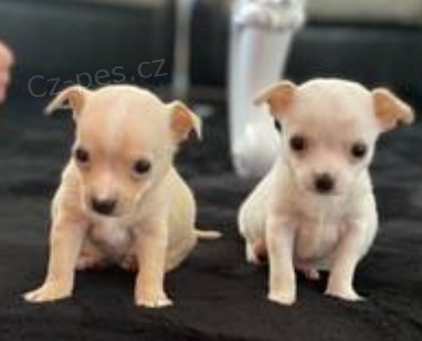 fantastick� �t��ata Civava K dispozici