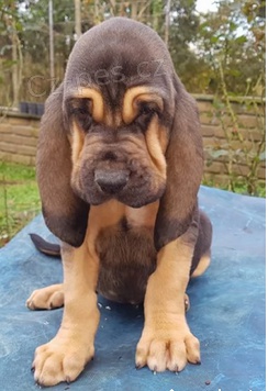 Hezk� �t���tka BloodHound jsou nyn� p�ipravena