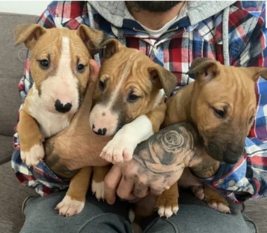 �t���tka BullTerrier k dispozici