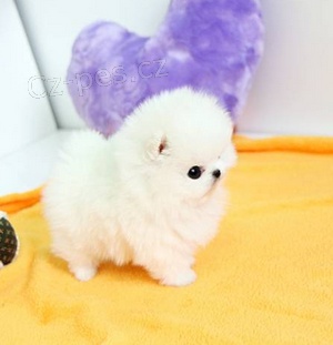 �t��ata Italsk� Volpino pro miluj�c� domov