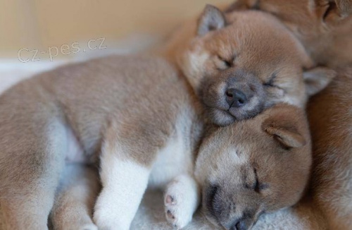 �t���tka Shiba Inu pro nov� domov