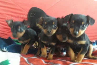 L�skypln� �t��ata pin�� do nov�ho domova 