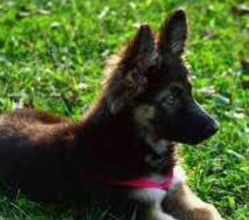 L�skypln� �t��ata n�meck�ho ov��ka pro nov� domov 