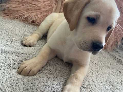 labradorsk� �t��ata