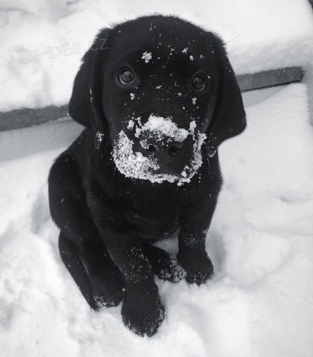 labradorsk� �t��ata