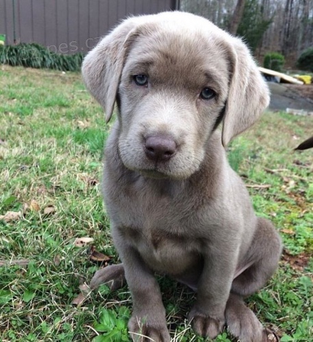 labradorsk� �t��ata