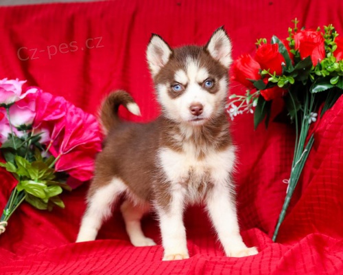 Sibi�sk� husky