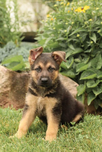 N�meck� ov��k