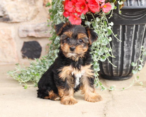 Inteligentn� york��rsk� teri�r