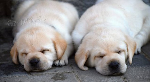 �t���tka labradorsk�ch retr�vr�