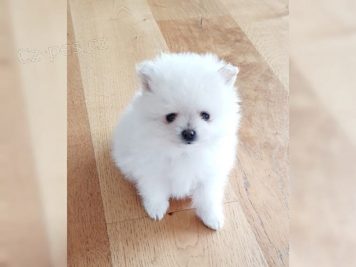 N�meck� �pic b�l�