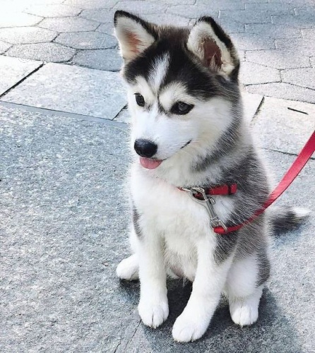 sibi�sk� husky ��asn�. )
