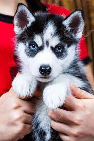 sibi�sk� husky .